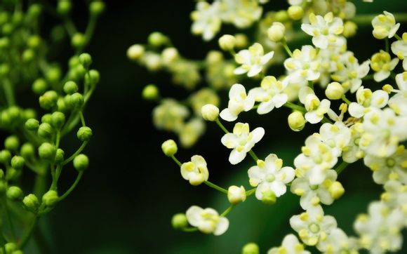 9教师节祝福语