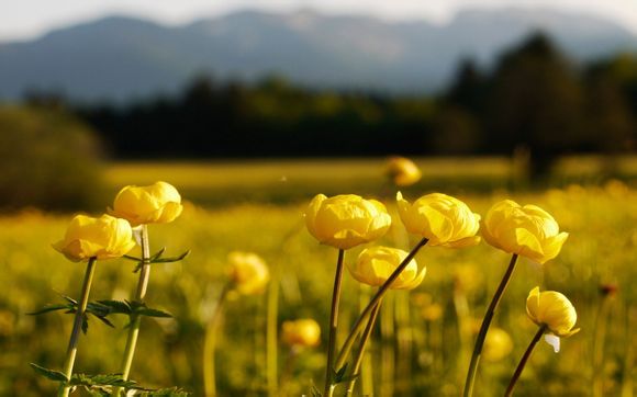 祝福祖国绿水青山的句子(祝福祖国绿水青山的句子有哪些)